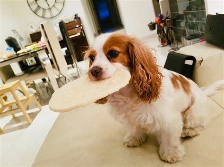 Bang Chan Pets - Celebrity Pets