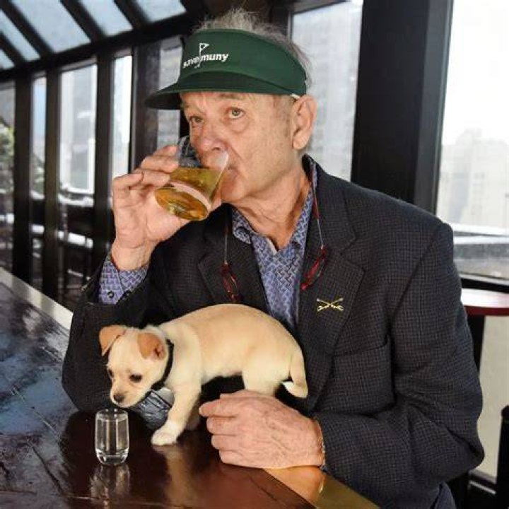 Bill Murray Pets