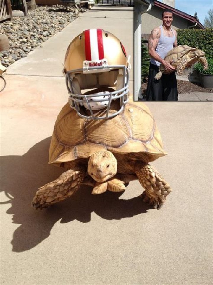 Colin Kaepernick Pets