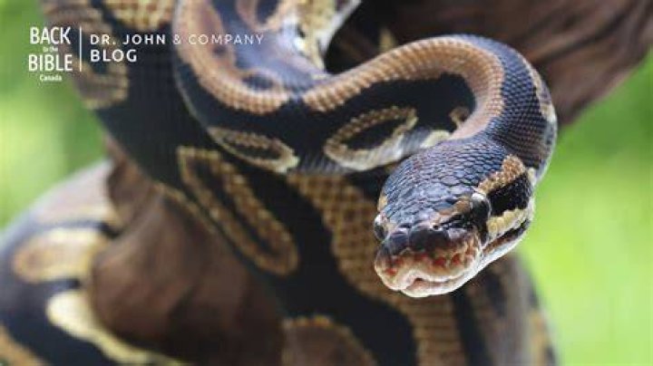 Lady Snake Death