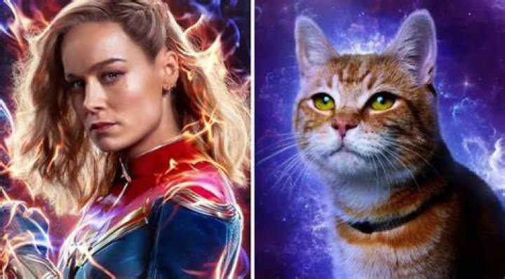 Meet Tango, the Feline Actor Who Plays Goose the Cat in ‘The Marvels’ Movie