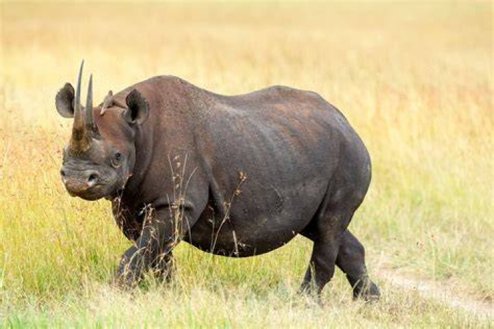 rhino kenya endangered