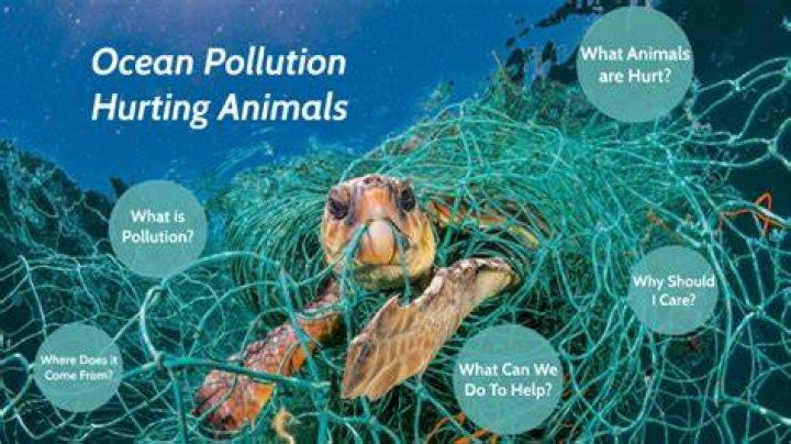 Terrible Ways that Pollution is Hurting Animals